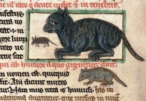 Cat & the Black Plague