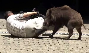 Wild Boar Attacks in Rome