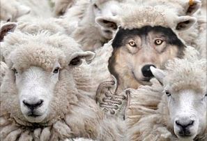 Wolf in Sheep's Clothing