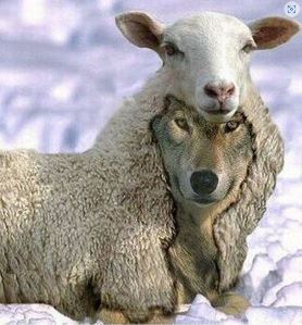 Wolf in Sheep's Clothing